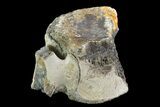Bargain, Hadrosaur Vertebra - Alberta (Disposition #-) #93217-2